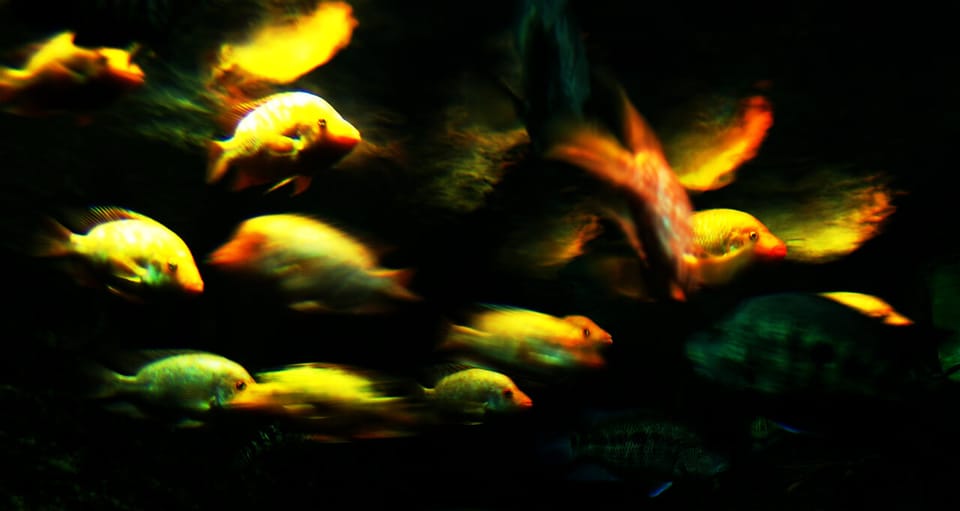Fish abstract photo
